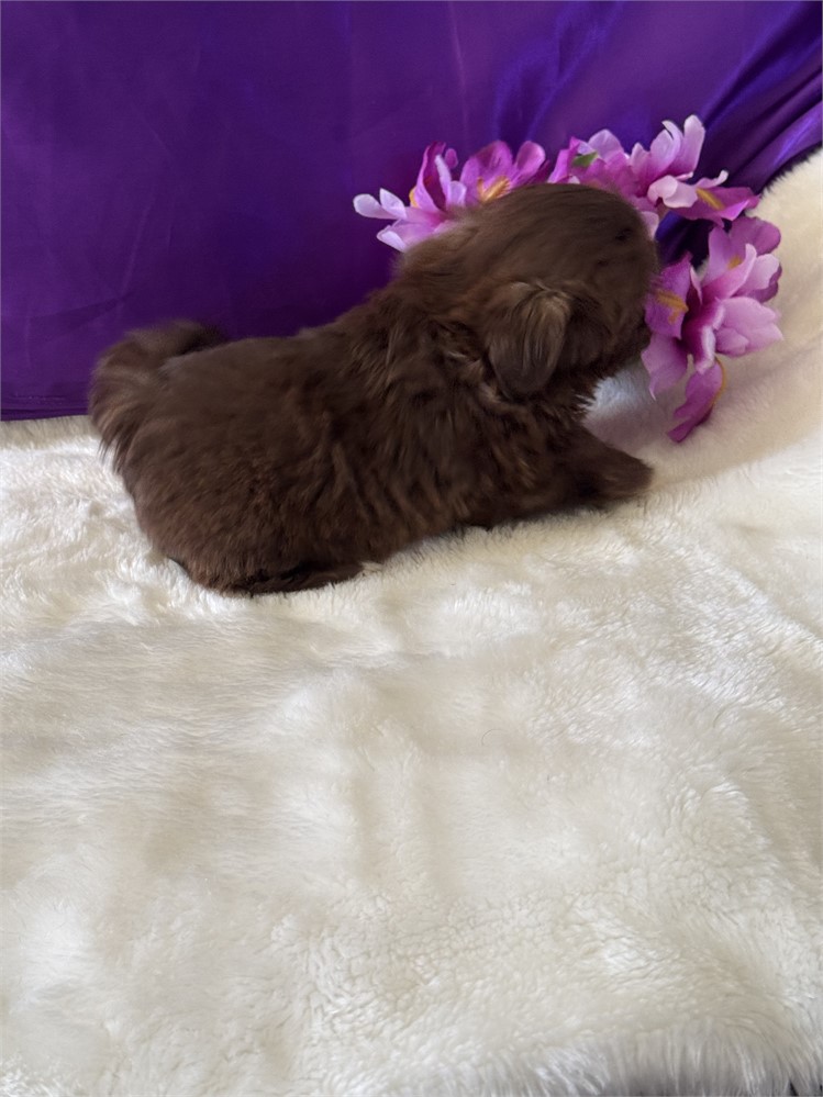 TINY 1.9 FEMALE COCO