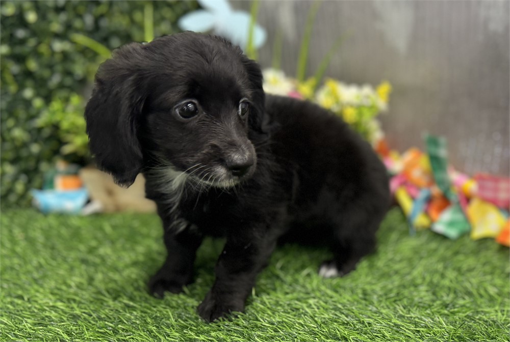 Female Long Hair Miniature Dachshund