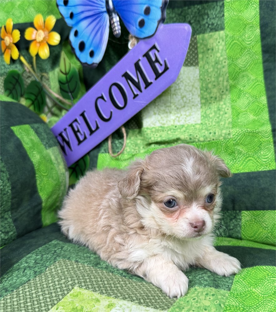 Chihuahua - Paisley’s # 1 (M)