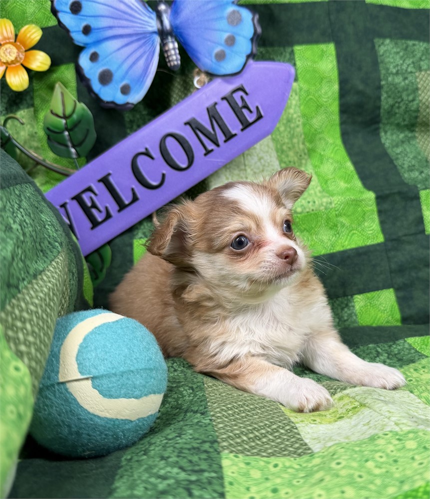 Chihuahua - Paisley’s # 2 (M)