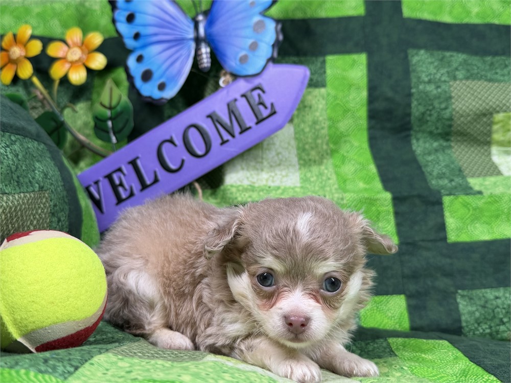 Chihuahua - Paisley’s # 1 (M)