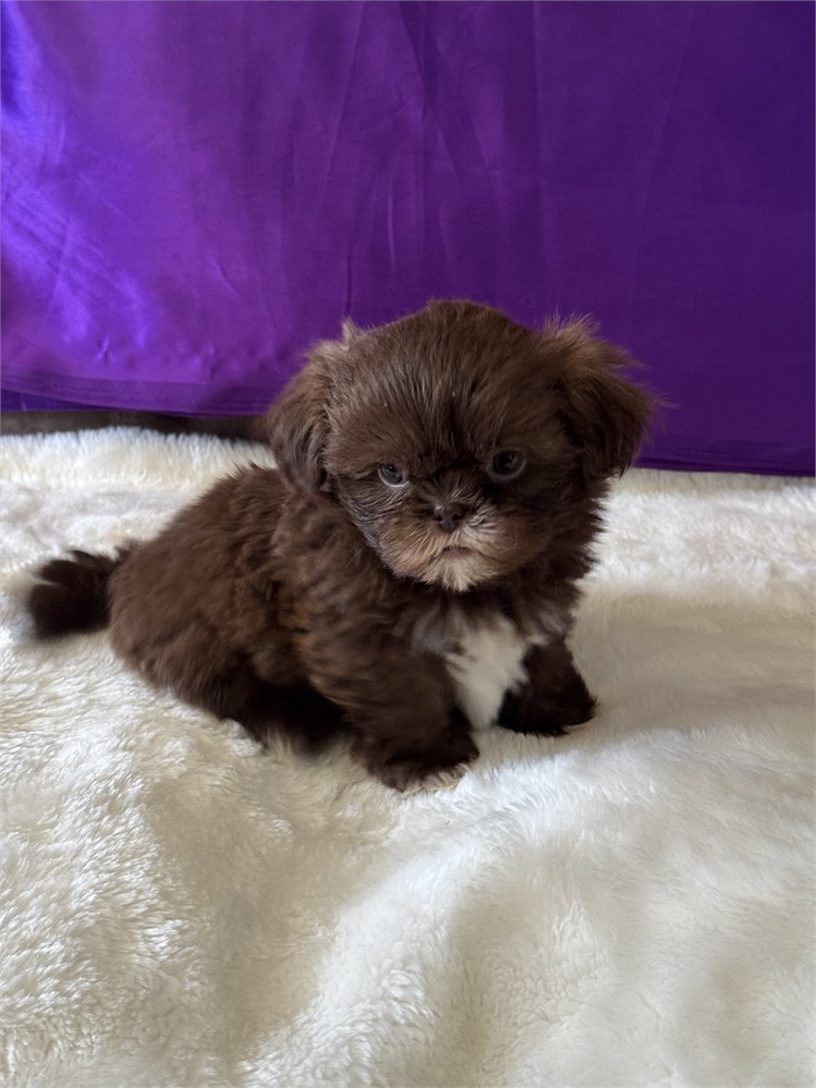 TINY 1.9 FEMALE COCO