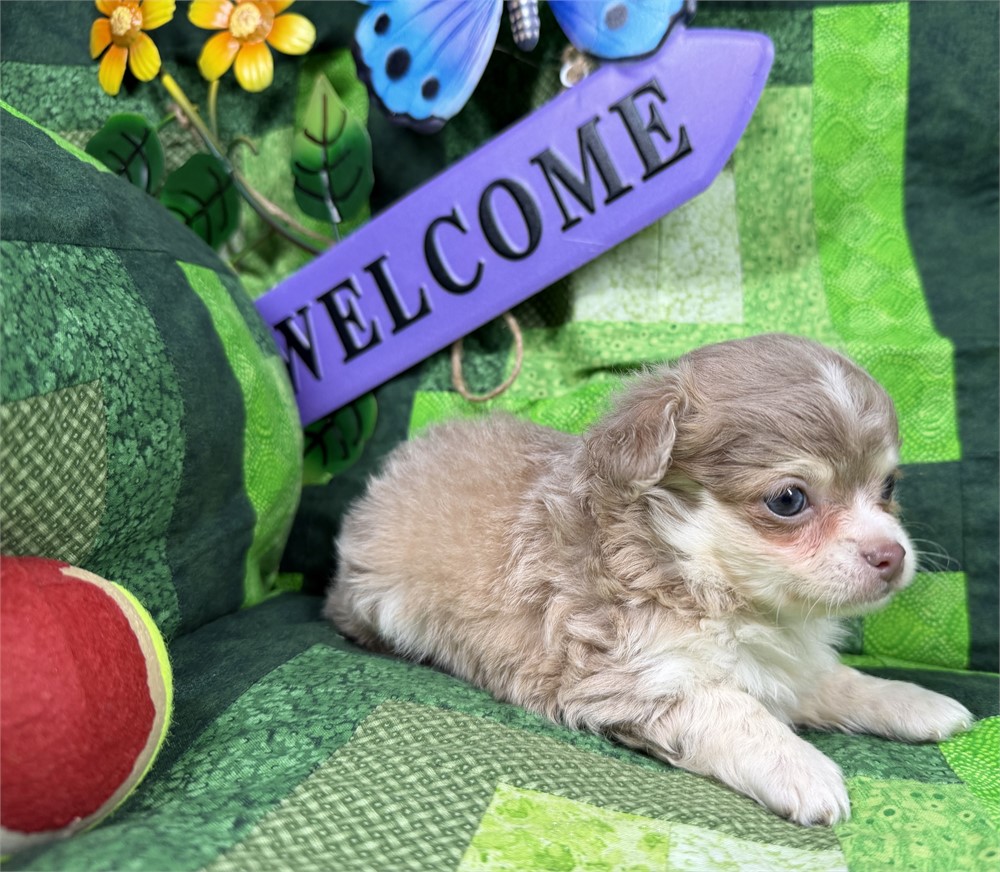 Chihuahua - Paisley’s # 1 (M)