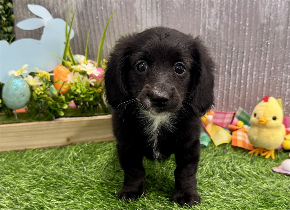 Female Long Hair Miniature Dachshund