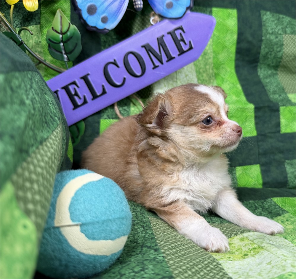 Chihuahua - Paisley’s # 2 (M)