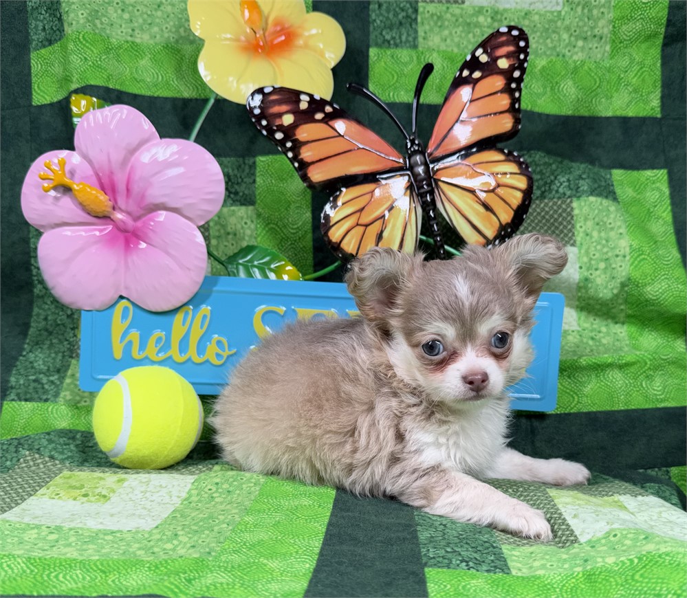 Chihuahua - Paisley’s # 1 (M)