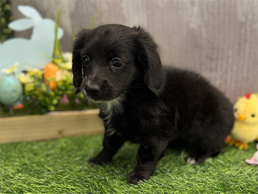 Female Long Hair Miniature Dachshund