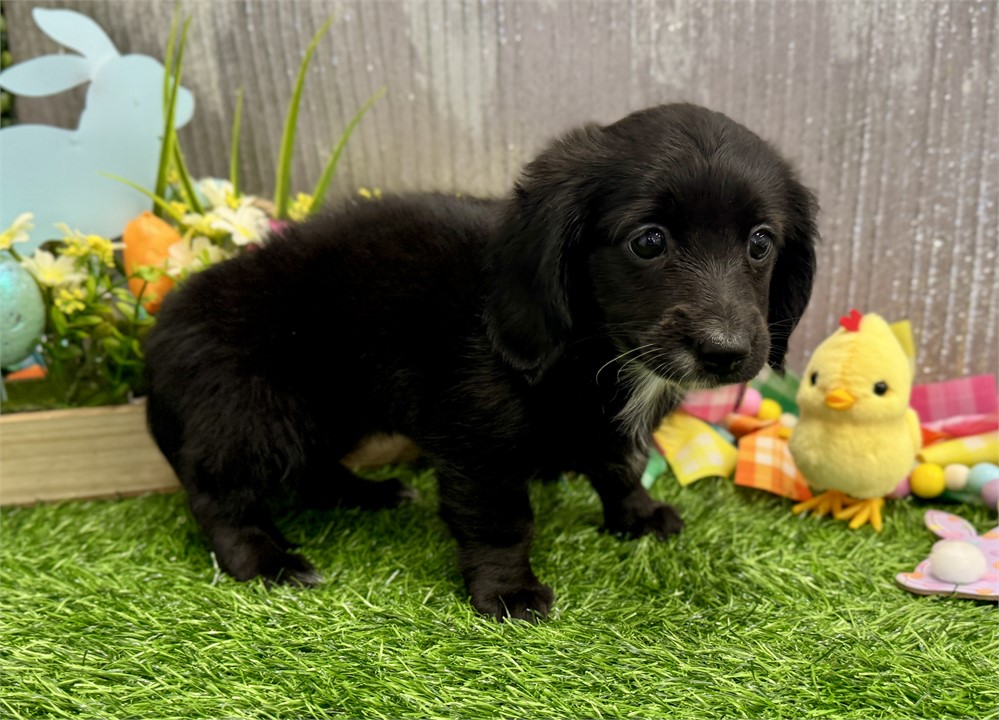 Female Long Hair Miniature Dachshund