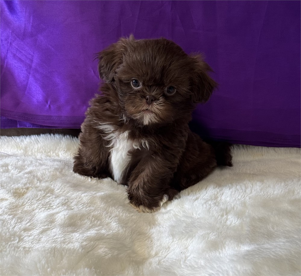 TINY 1.9 FEMALE COCO