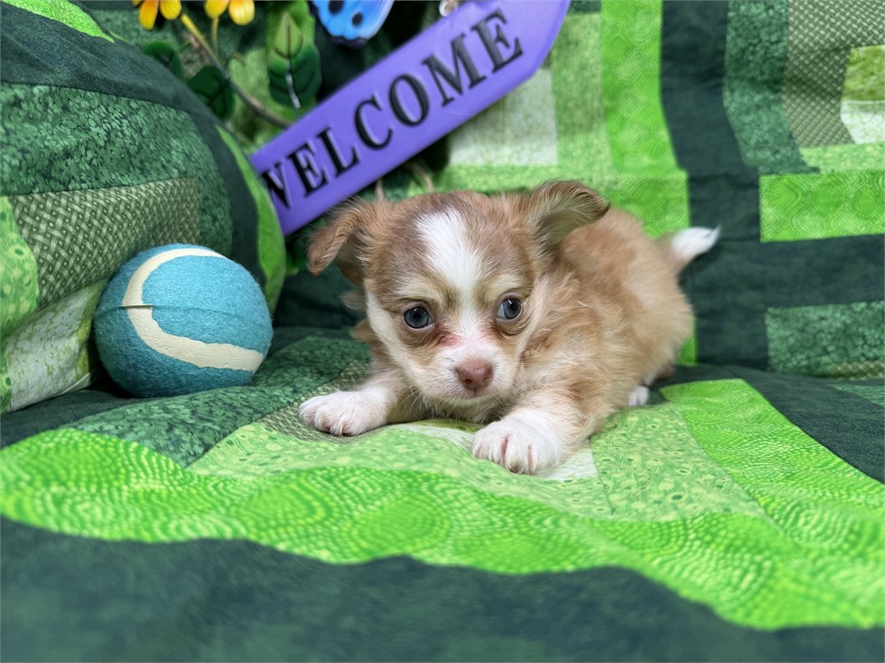 Chihuahua - Paisley’s # 2 (M)