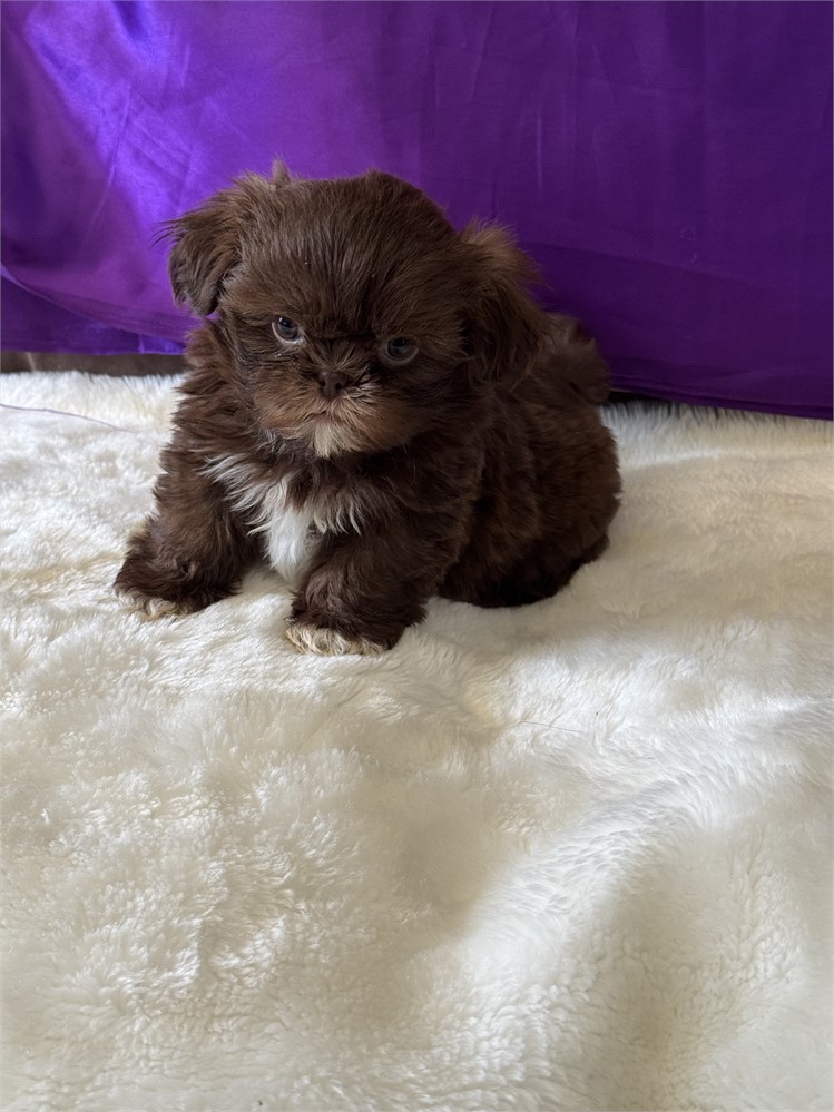 TINY 1.9 FEMALE COCO