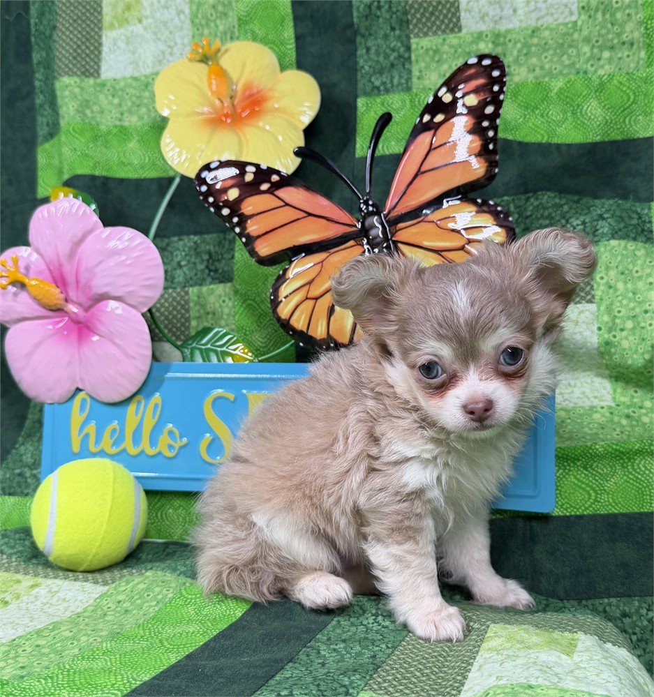 Chihuahua - Paisley’s # 1 (M)