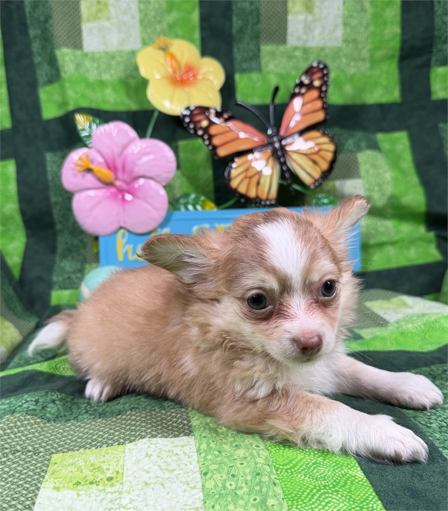 Chihuahua - Paisley’s # 2 (M)