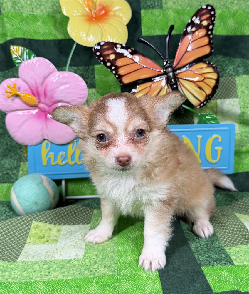 Chihuahua - Paisley’s # 2 (M)