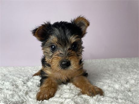 Yorkie 1229