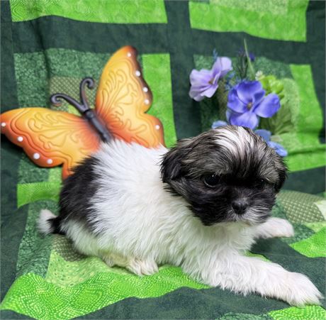 Shih Tzu X Havanese - Willow’s # 1 (F)