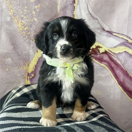 Mini Aussie male
