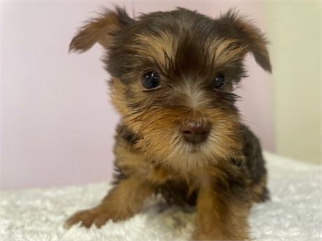 Yorkie 1231
