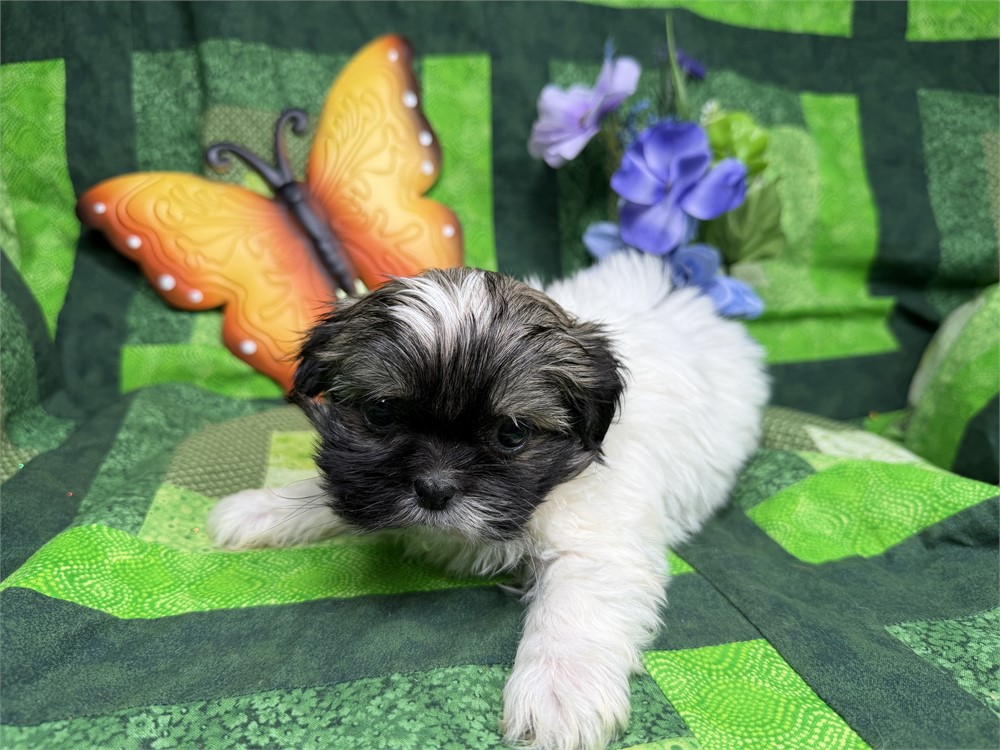 Shih Tzu X Havanese - Willow’s # 1 (F)