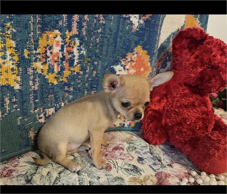 SWEET LITTLE FEMALE BELLA