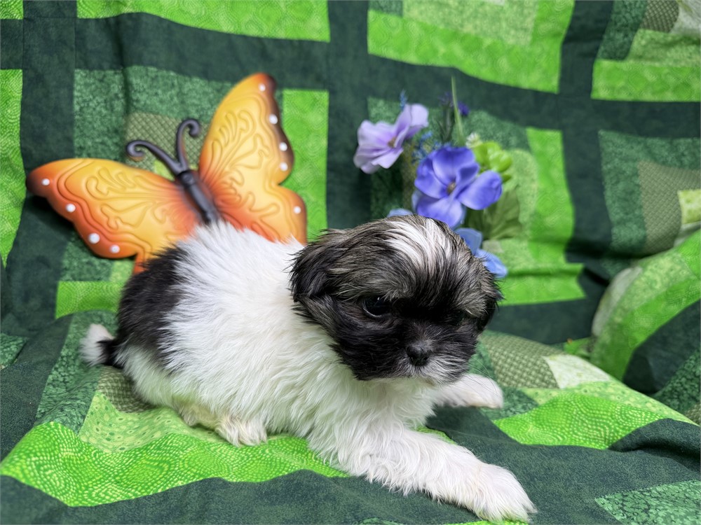 Shih Tzu X Havanese - Willow’s # 1 (F)