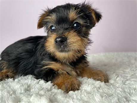 Yorkie 1232