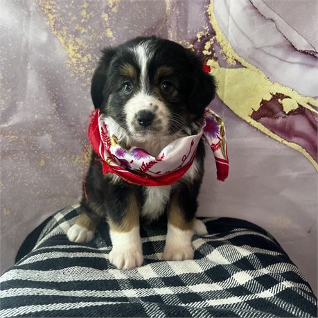 Mini Aussie Female
