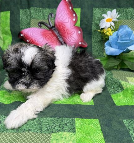 Shih Tzu X Havanese - Willow’s # 2 (F)