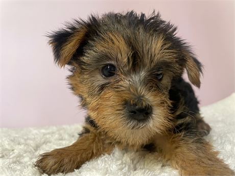 Yorkie 1239