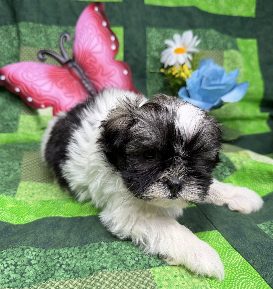 Shih Tzu X Havanese - Willow’s # 2 (F)