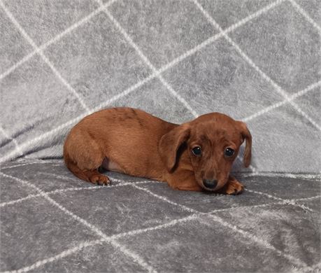 Sweet miniature Dachshund female