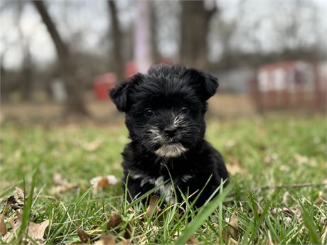 Nice Morkie female