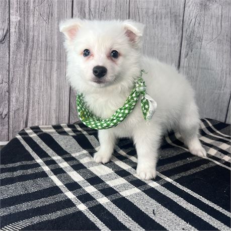 Male American Eskimo