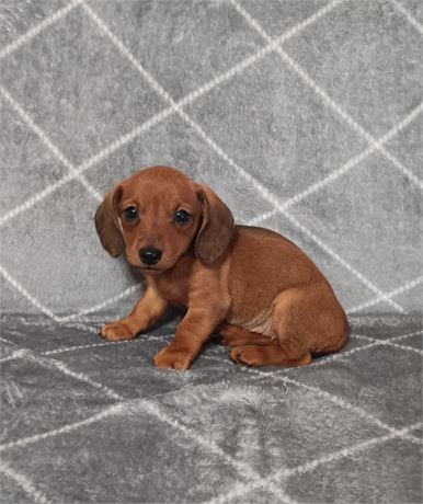 Sweet miniature Dachshund female