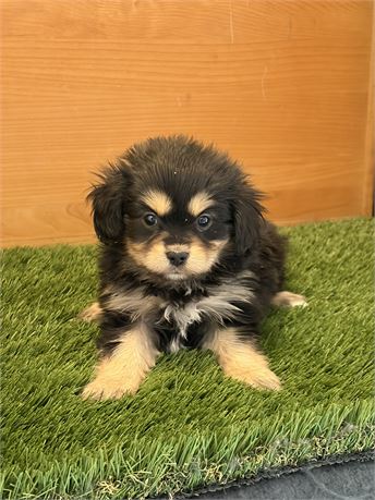 Cavapom Male