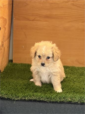 Cavapom Female