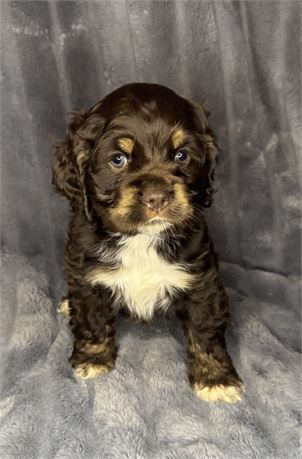 APRI Female Dark Chocolate/Tan