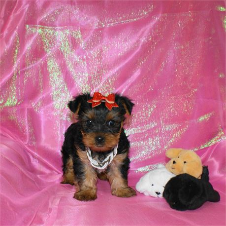 Beautiful Female Yorkie *UABR*