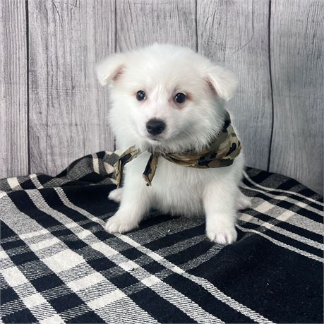 Male American Eskimo