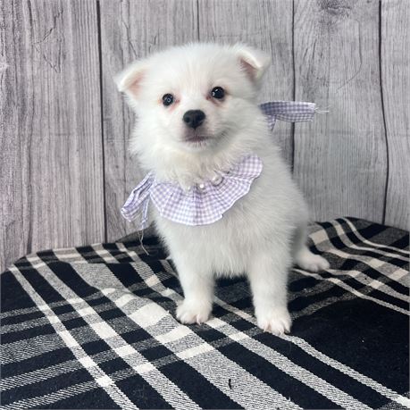 Female American Eskimo