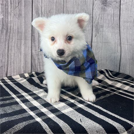 Male American Eskimo