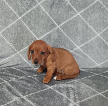 Sweet miniature Dachshund male