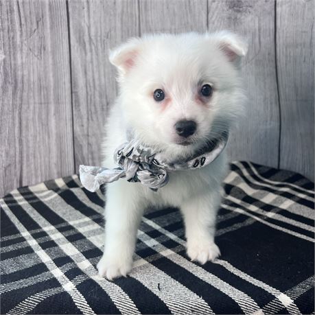 Male American Eskimo