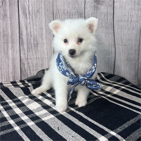 Male American Eskimo