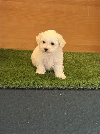 Maltipoo Male