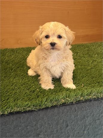 Maltipoo Male