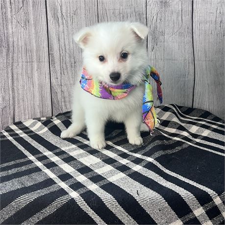 Male American Eskimo