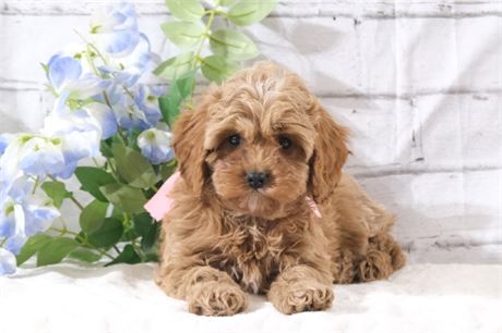 Female Cavapoo