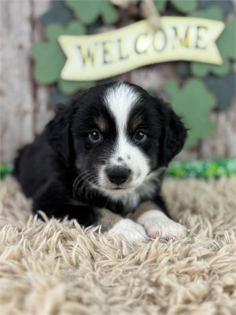 Male Miniature Australian Shepherd-Cane
