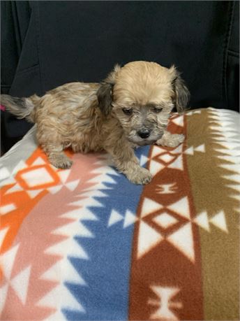 Dach/bichon Tiny Girl #4